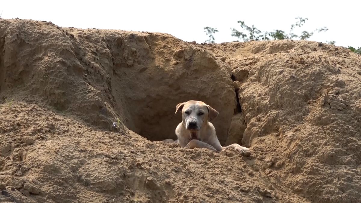 Toulaví psi si v písku vyhrabali „bytovku“